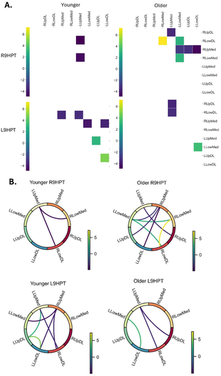 Background Age can negatively impact activation and connectivity among prefrontal cortex (PFC) regions during demanding motor functions, such as hand dexterity tasks. The study objective was to compare functional connectivity between PFC regions during right …