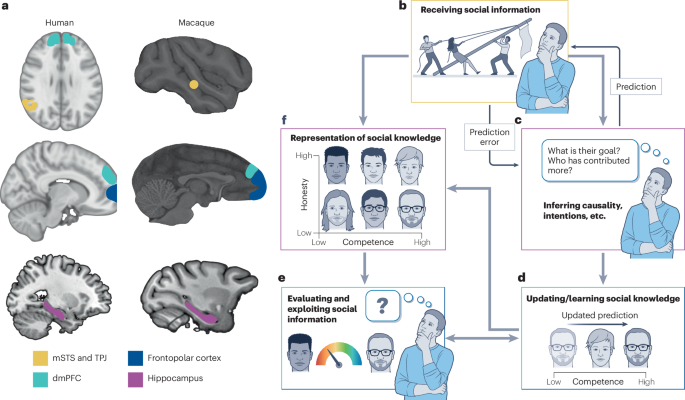 Brain activity in regions traditionally linked to social cognition in primates also supports analogous computational demands in non-social contexts. In this Perspective, Mahmoodi and Rushworth examine the computations required to navigate the social lives of …