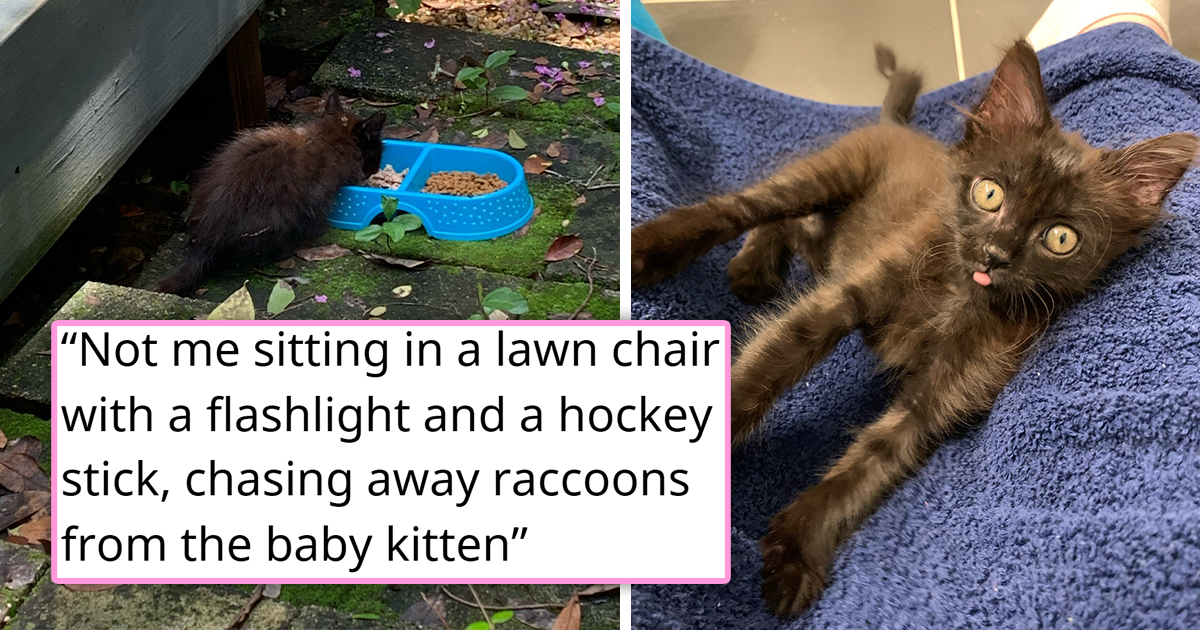 Every once in a while, cats really decide to make dramatic entrances into our lives.&nbsp;
The cat distribution system can find us in all kinds of situations in our lives. Sometimes, it's calm. A cat walks up to your home, walks in, and never leaves. It's simple.…