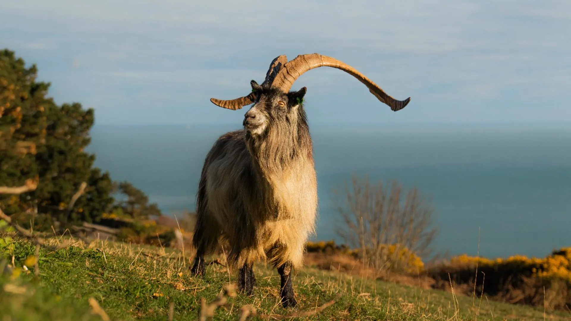 The Old Irish Goat isn’t just part of folklore — it’s genetically linked to goats that lived in Ireland 3,000 years ago. Scientists analyzed ancient remains and discovered that today’s rare breed shares its strongest DNA ties with Late Bronze Age animals. The…