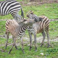 The zebra population at Bursa Zoo has increased to 11 following the birth of two foals.