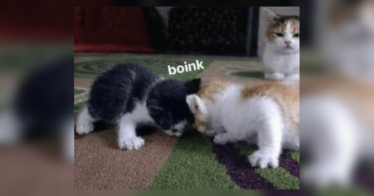 We live in an internet that is saturated with cats, and that is one of its most redeeming qualities.
Scroll through any social media feed of your choosing, and before long, you are almost guaranteed to encounter the silly antics of one of our feline friends.…