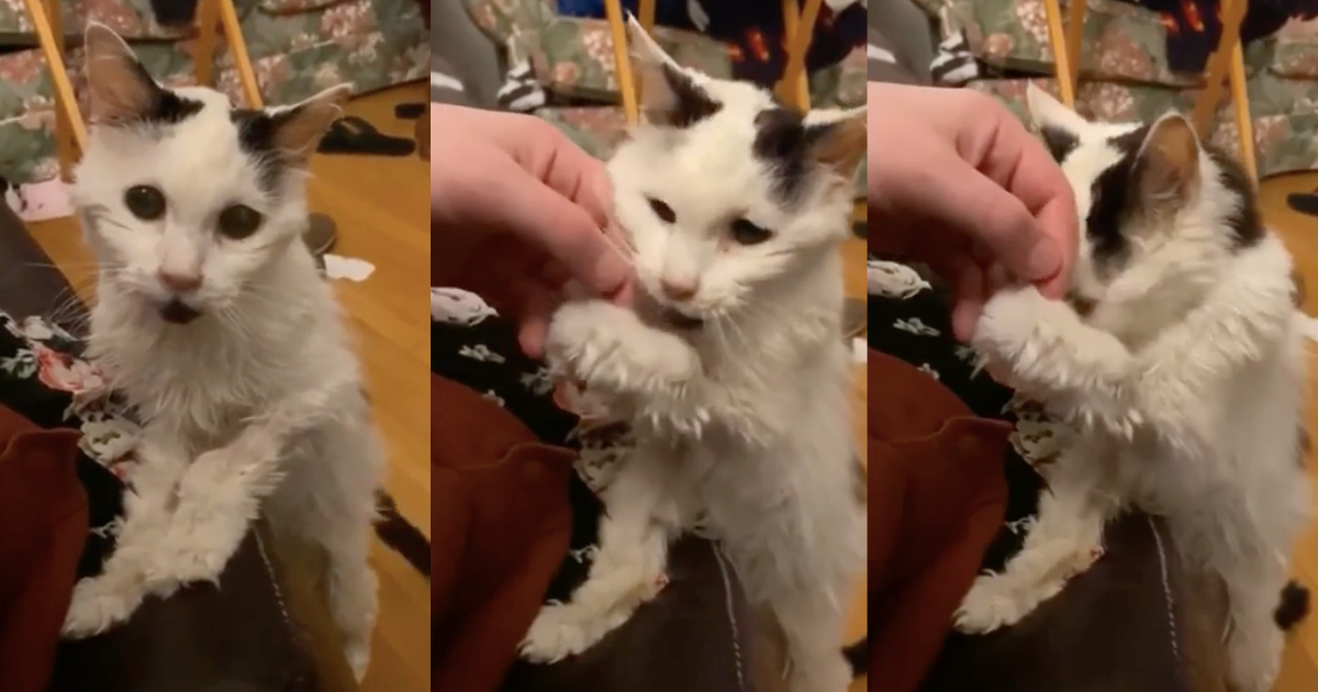 A cat lived to 29-years-old, which is around 135 in human years, making this feline the most cherished, celebrated, and emotionally uplifting scragglemuffin around; while cat lovers gather to ogle at this purrecious feline miracle, they only wish that their o…