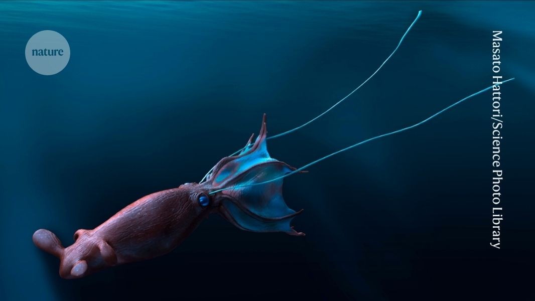 Extinct cephalopods might have been up to 19 metres in length and probably dined high up the food chain in ancient oceans.