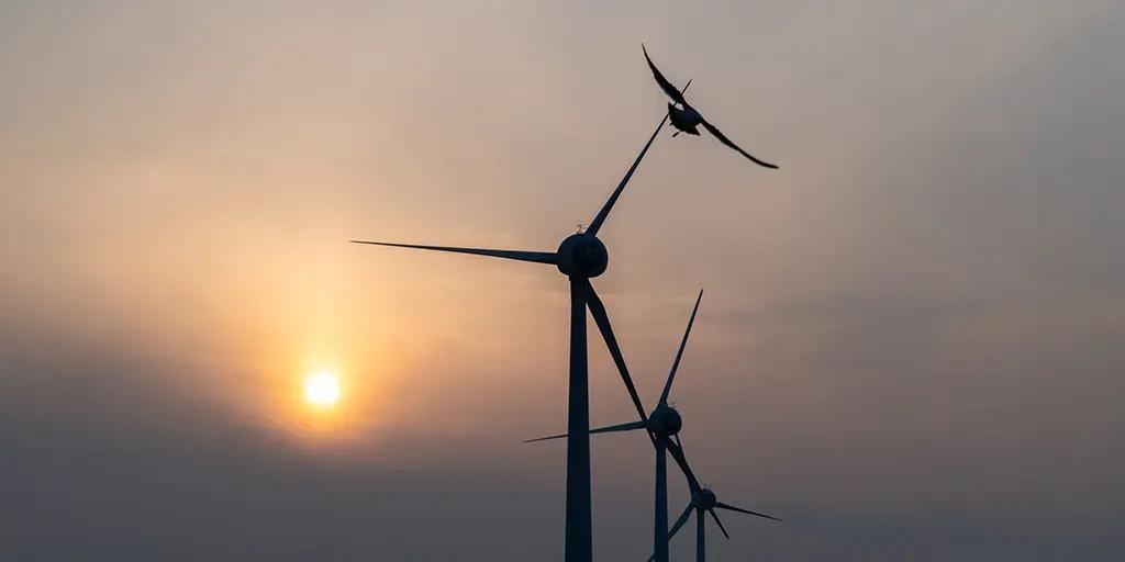 Wind turbines are intermittent, inefficient, labor-and resource-intensive, and require a tremendous footprint on land or water.

These massive turbines extract a heavy toll on eagles, hawks, birds, bats, and marine life.