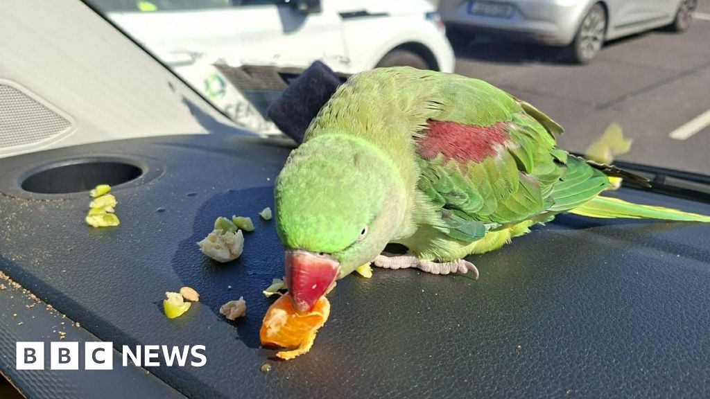 The bird was found by airport police near terminal one after being spotted perched on a rubbish bin.