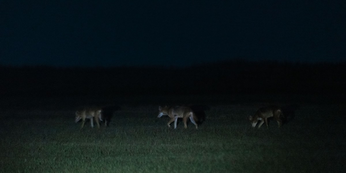 If you want to capture something wolflike, it’s best to embark before dawn. So on a morning this January, with the eastern horizon still pink-hued, I drove with two young scientists into a blanket of fog. Forty miles to the west, the industrial sprawl of Hous…