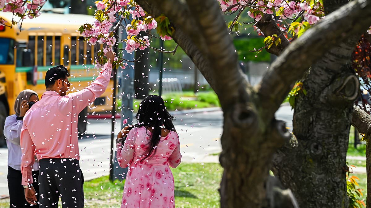 Roosevelt Island was once infrequently visited by tourists, but social media has made it a popular destination. Now, locals are volunteering to protect the community's cherry blossoms from influencers.