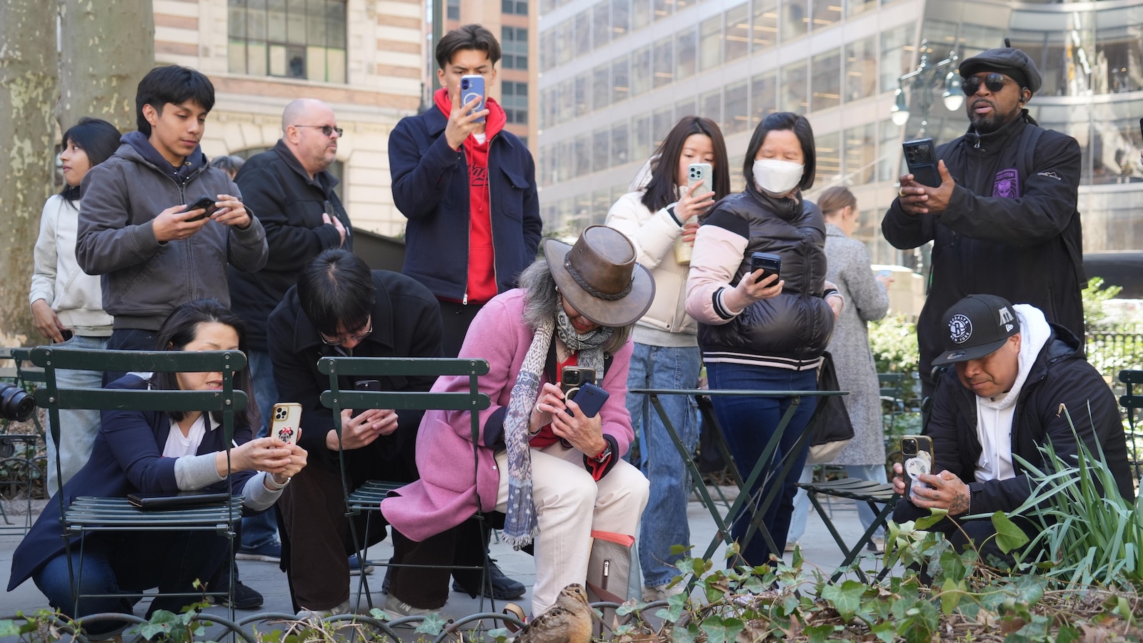 American woodcocks continue to attract onlookers in a New York City park