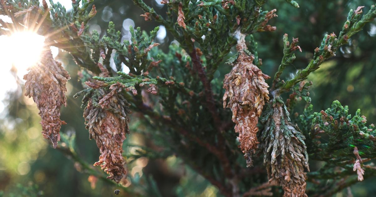 If you're out for a stroll this spring and you come across what looks like an innocent pinecone hanging from a tree, you might want to take a closer look, because what you're seeing could actually be housing thousands of tree-killing eggs.&nbsp;Although they close…
