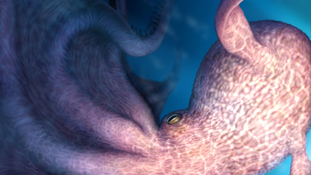 Unlike most of its invertebrate peers, octopuses gave up protective shells... But it seems that the sacrifice was totally worth it.