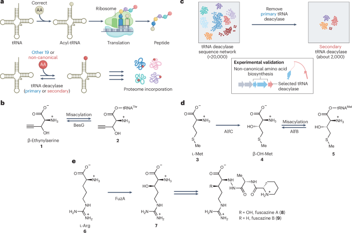 Non-canonical amino acids are important building blocks for natural products but finding them is nontrivial. Now, transfer RNA deacylases have proved their utility as markers for biosynthetic gene clusters producing non-canonical amino acids, thereby accelera…