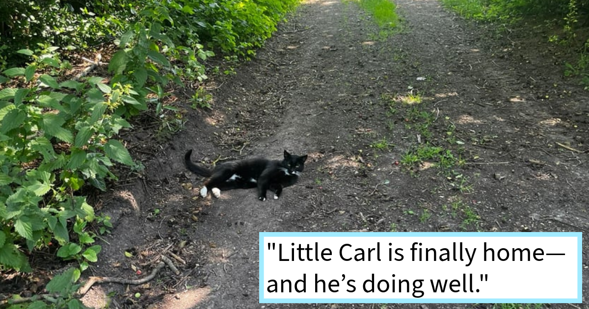 While many lost cat stories involve a hooman coaxing the lost kitty out of hiding. In this story it is pair of sibling felines who do the miraculous work of drawing a scared lost kitty out of hiding and on its way back to its pawrents.
A magical reunion stor…