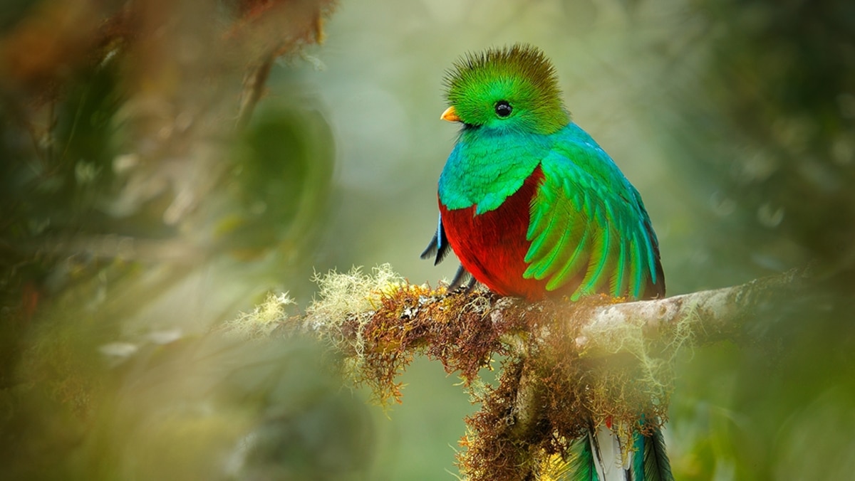 Long-tailed, neon green and among Costa Rica’s greatest wildlife wonders, the resplendent quetzal is an aptly named bird — and easily found in the central cloud forests of San Gerardo de Dota.