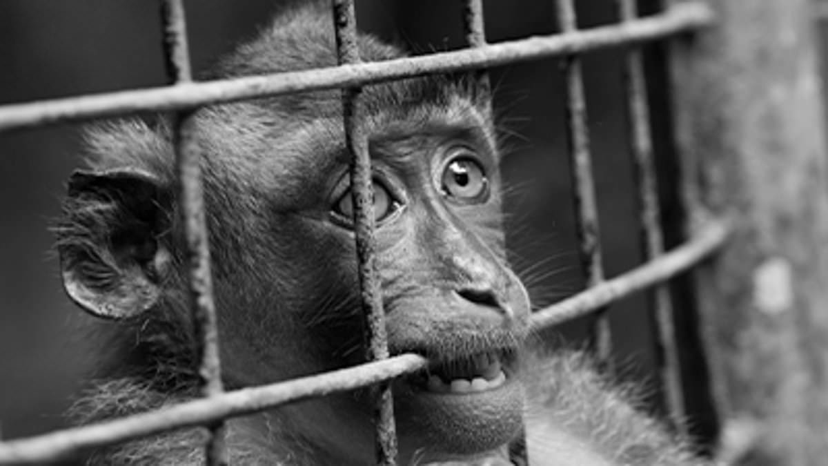 A former Neuralink animal care worker has claimed she was 'brutally' attacked by monkeys infected with dangerous viruses during her time at the Elon Musk-owned company.