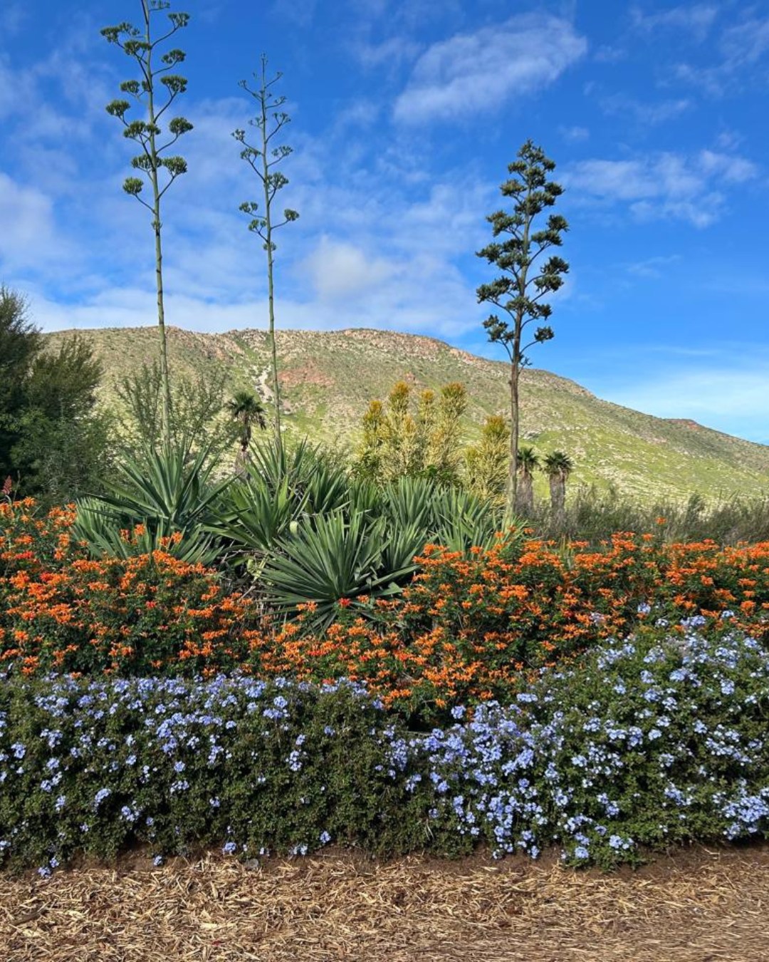 Designing a garden that thrives in dry climates can be both beautiful and rewarding. These 25 desert garden ideas are low maintenance, striking, and beautifully resilient, perfect for creating a space that feels unique, sustainable, and full of natural charm.…