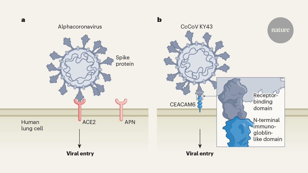 The identification of a receptor that is recognized by a subset of alphacoronaviruses provides insights into ‘spillover’ risk and pandemic potential.