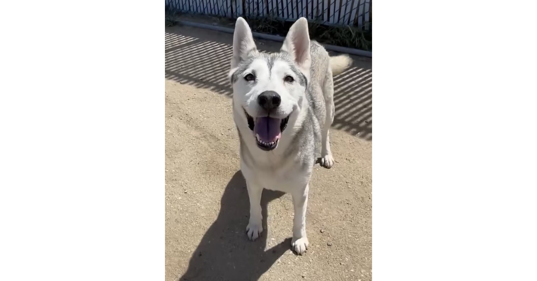 Grassroots initiative taps the power of the Nextdoor app to save at‑risk animals and support adoptions nationwide. CHICAGO, May 6, 2026 /PRNewswire/ -- Nextdoor Rescue Squad is a volunteer‑led community that brings together neighbors and local rescue organiza…