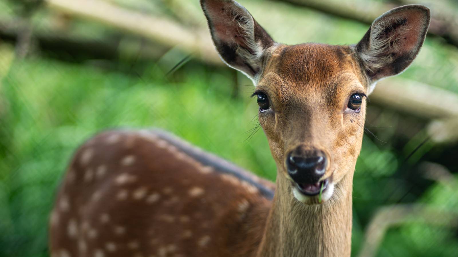 There isn’t a single species on the planet that consumes more alcohol than humans, but there are plenty of animals that have also figured out ways to get intoxicated in the wild. That includes the deer that police in France are advising drivers to keep an eye…