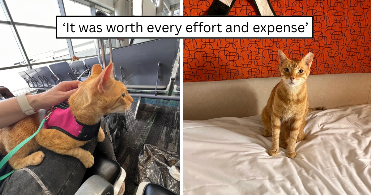 The Cat Distribution System went international with this orange delivery.
Tangerino really went from Florida street cat to full international traveler in record time. One minute he was a community TNR cat hanging around outside, and the next he was making a …