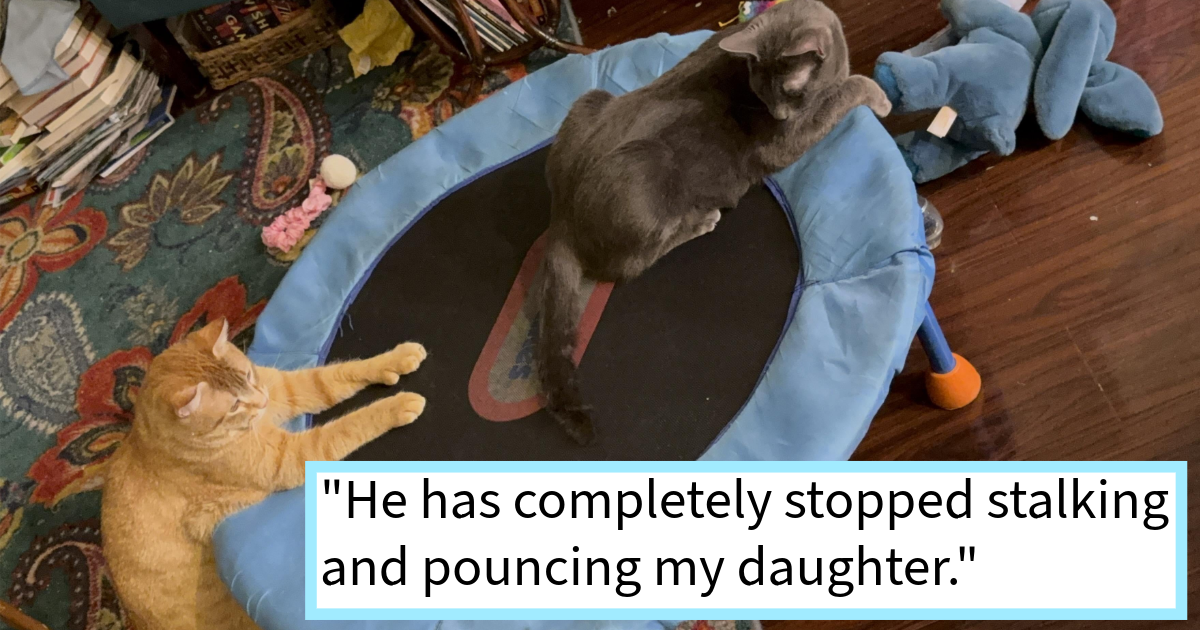 This life is so outlandish, so unreal that it can be tough to know how to behave. That is why we need the guidance of our elders to show us the way, much like our feisty feline did at the beginning of this story.
Not all cat adoptions are purrfect, there we …